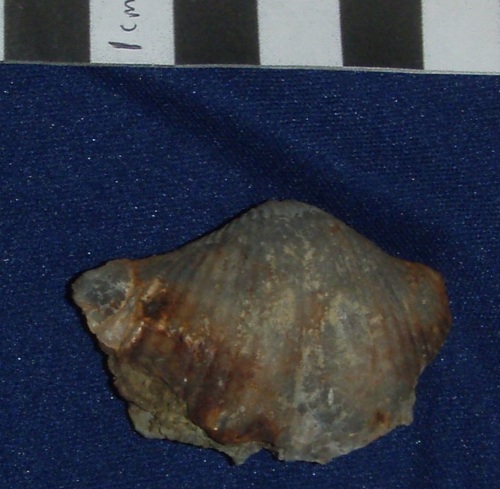 Spirifer mortonanus, single valve of a large spiriferid.