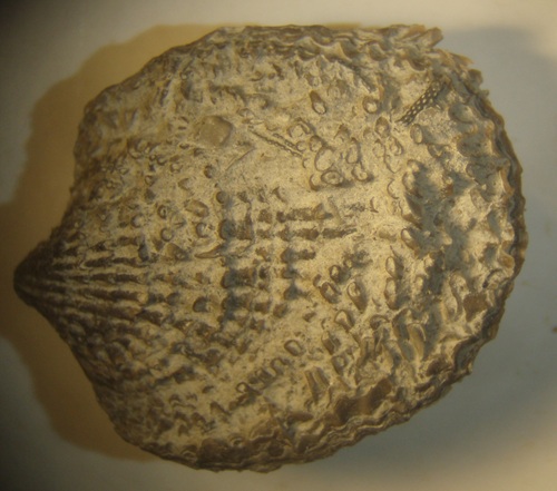 Spinatrypa spinosa from the Bell Shale, Rogers City, Michigan.