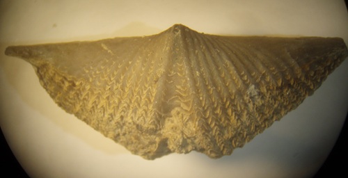Mucrospirifer thedfordensis has a broad hinge line. Specimen from Alpena, Michigan.
