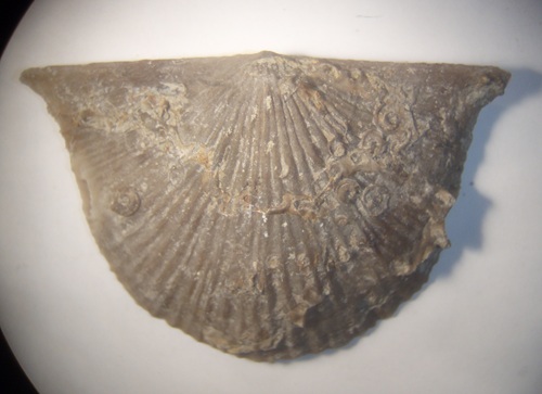 Strophodonta crassa ventral valve encrusted with Paleoconchus worms (formerly Spirorbis)