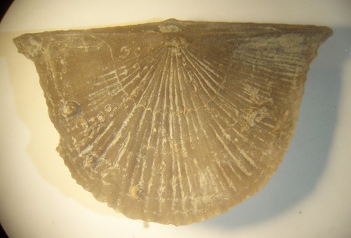 Strophodonta crassa dorsal valve encrusted with Paleoconchus worm