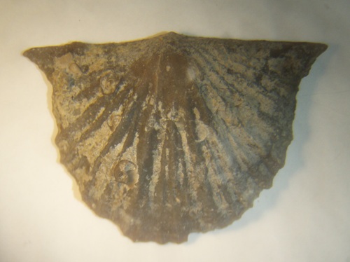 Strophodonta potterensis ventral valve encrusted with Paleoconchus worms