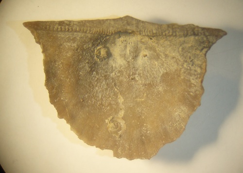 Strophodonta potterensis ventral valve interior showing row of denticles on hinge line.