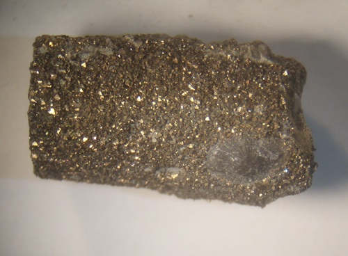 Cranea setigerus on a pyrite-coated crinoid column