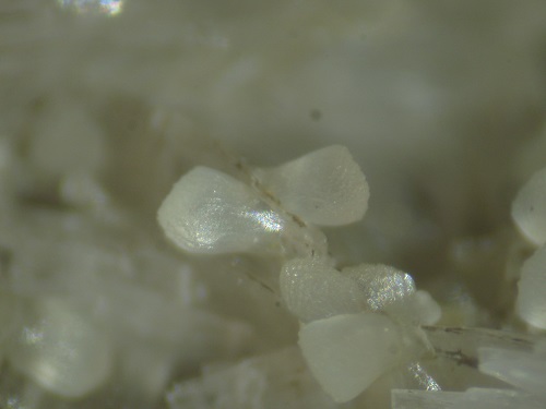 Close-up of a bowtie crystal. FOV ~5mm