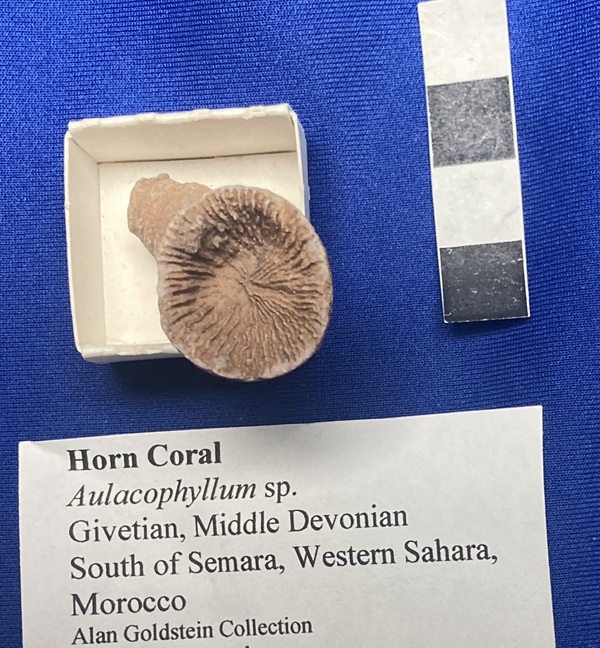 Aulocophyllum septa have four-fold symmetry. 