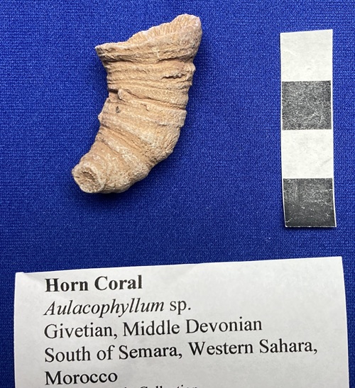 Typical growth form for many horn corals, called ceratoid. 