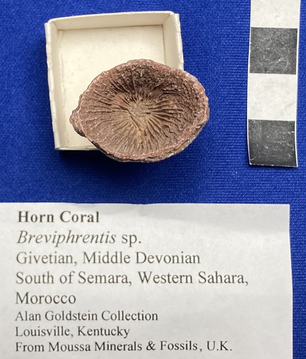 Maybe Breviphrentis. Or not.