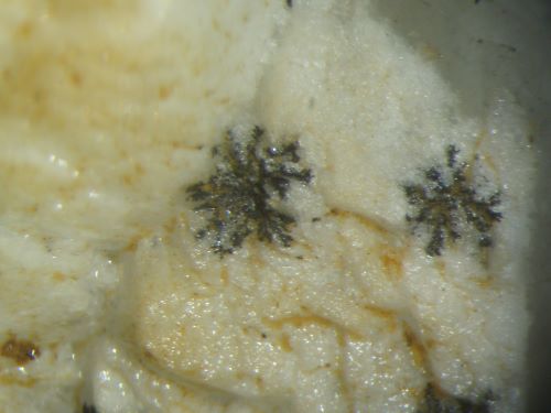 This is a close-up of manganese dendrites on calcite from a geode at Harrodsburg, Indiana. The mineral species (often ascribed to pyrolusite) is indeterminant. FOV ~1 cm.