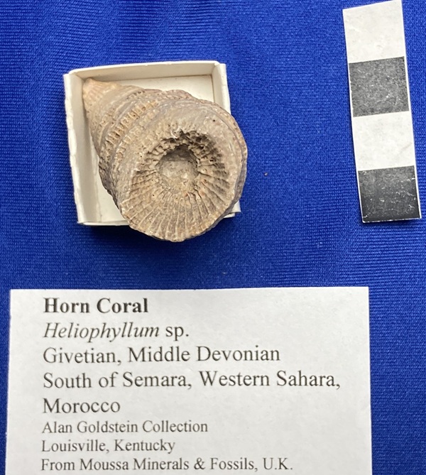 Distinct yardarm carina on septa, typical for genus.