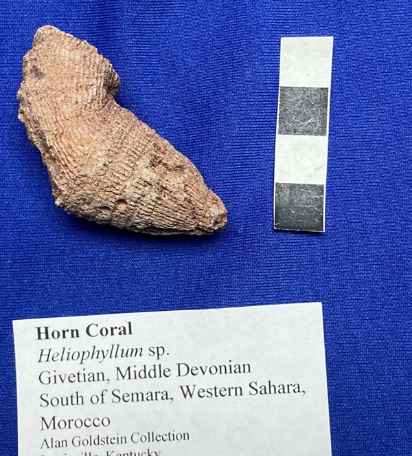 This Heliophyllum shows a common J-shape. It occurs when the coral topples during a storm and continues upward growth afterwards. 