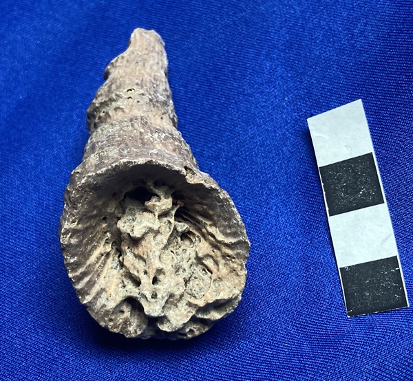 An eroded branching tabulate resembling Striatopora in the calyx of a horn coral.