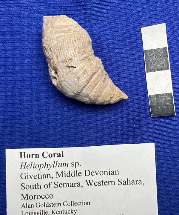 Note the borings, called Trypanites, in the exterior of this Heliophyllum coral.