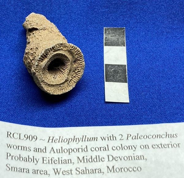 Heliophyllum is a common American genus with numerous yard-arm carina on each septum.