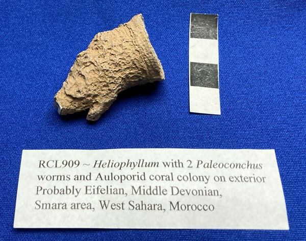 Aulopora or Hederella encrusts this horn coral.