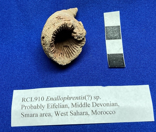 Probable Enallophrentis horn coral