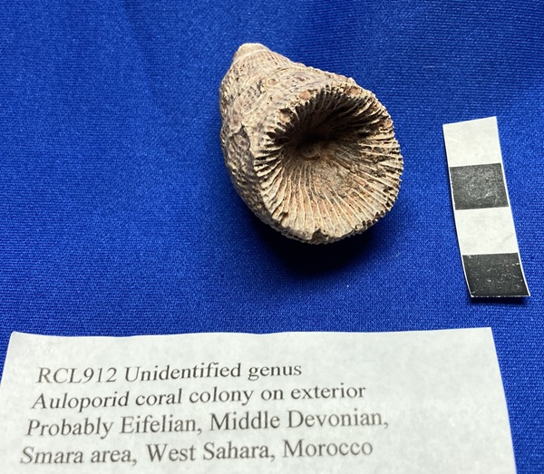 Unidentified genus of horn coral.