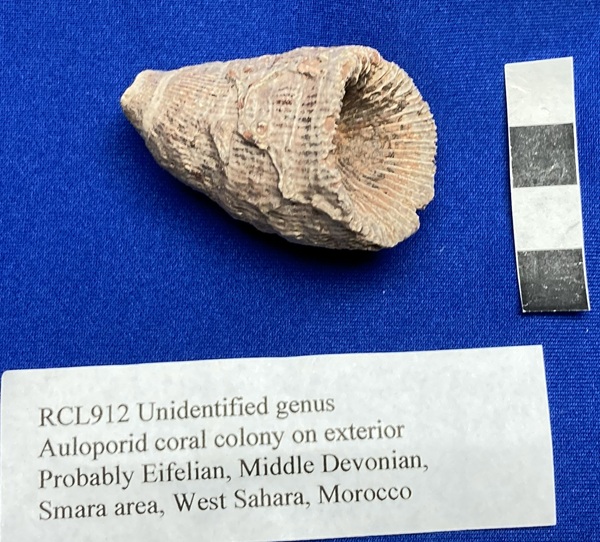 A different species of Aulopora, much larger than A. conferta.  