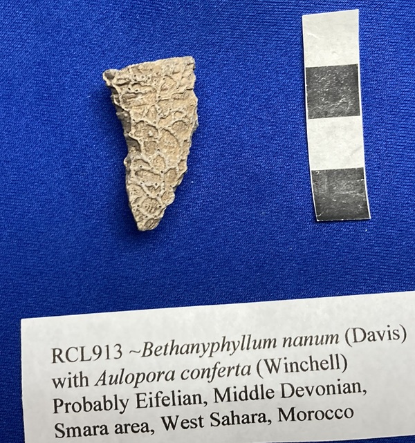 The encrusting coral is the same size and growth habit as Aulopora conferta, found in the Traverse Group of Michigan and the Beechwood Limestone in the Louisville area. 