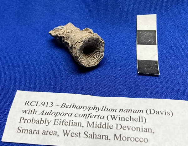 Bethanyphyllum nanum with Aulopora conferta from Samara area, West Sahara, Morocco