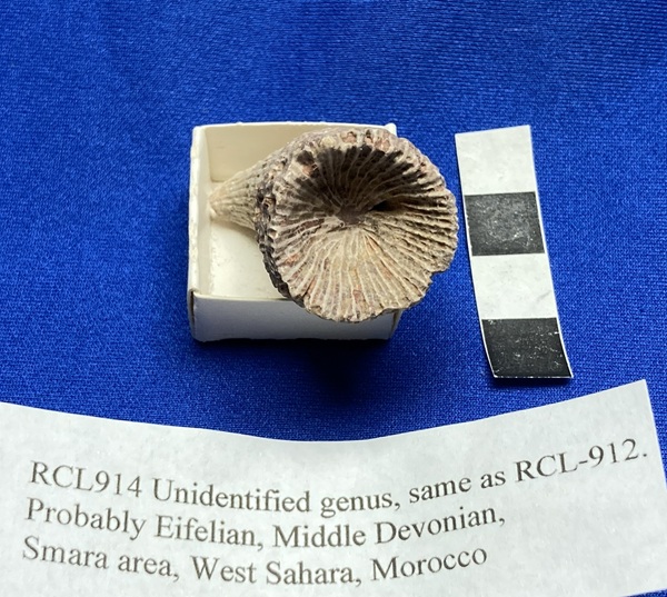 Unidentified genus of horn coral.