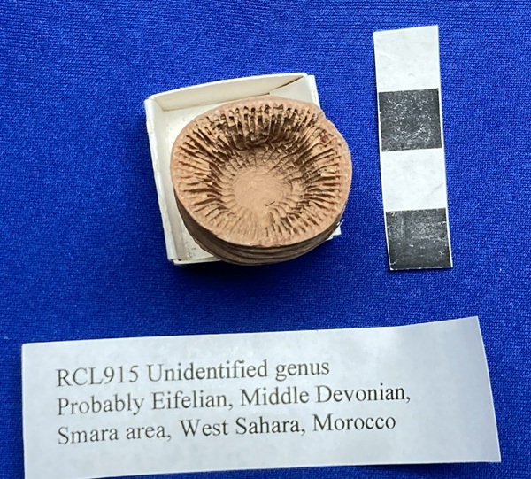 Resembling Acrophyllum, but needs further study. 