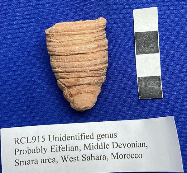 Rugose means wrinkled, as the exterior of this horn coral shows. 