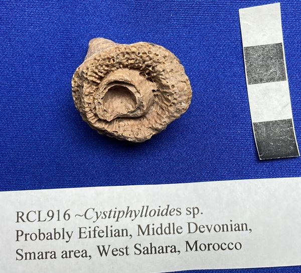 Cystiphylloides, from Samara area, West Sahara, Morocco, shows dissepimentaria.
