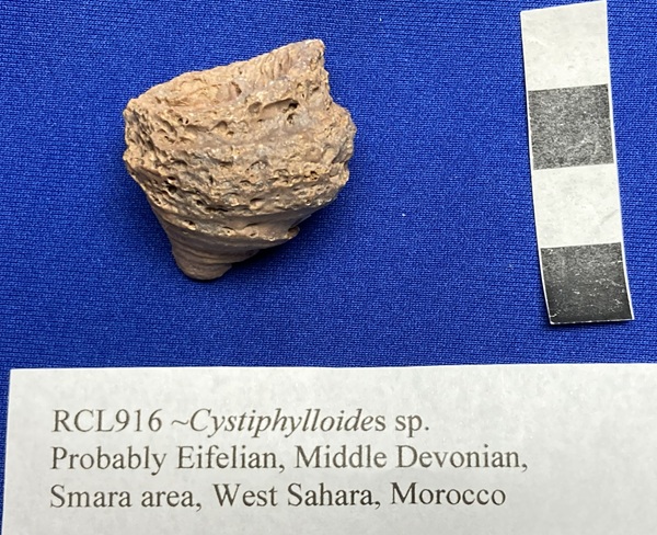 Cystiphylloides, from Samara area, West Sahara, Morocco,, side view.