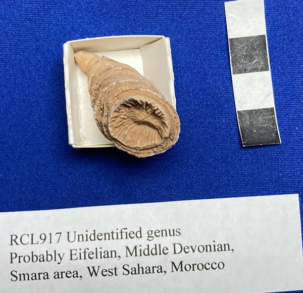 A narrow ceratoid growth form. Resembles Tabulophyllum.