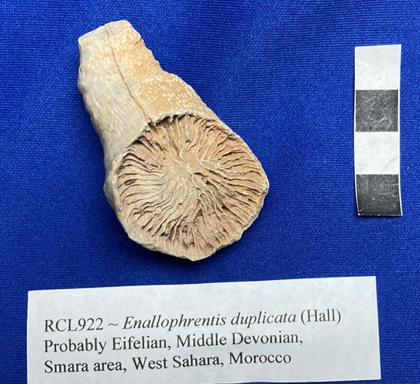 Enallophrentis duplicata is a common horn coral in the Jeffersonville Limestone in Indiana and Kentucky. 