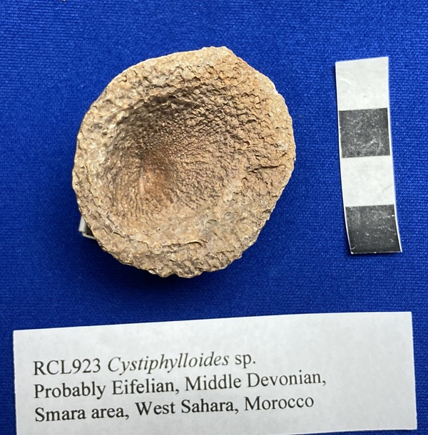 Cystiphylloides, from Samara area, West Sahara, Morocco, deep calyx