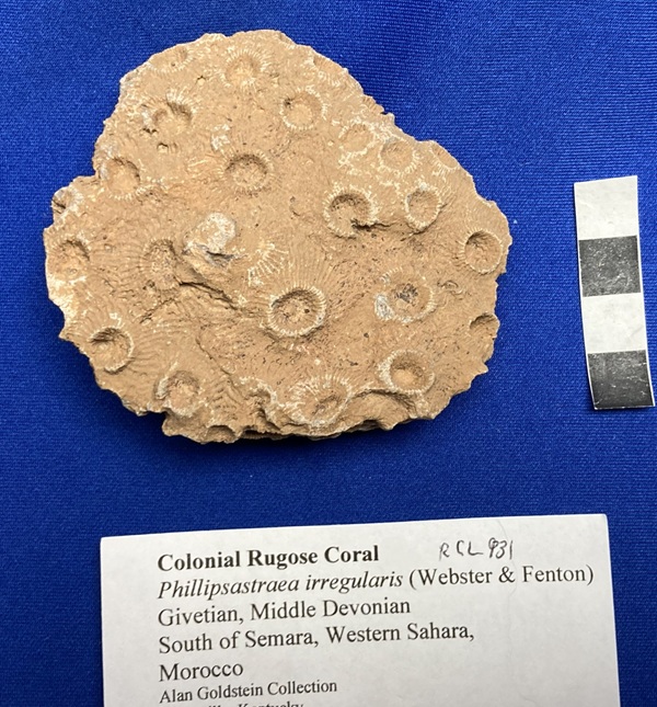 Phillipsatraea irregularis was described in Moroccan Devonian but was originally described in the Upper Devonian of Iowa. 