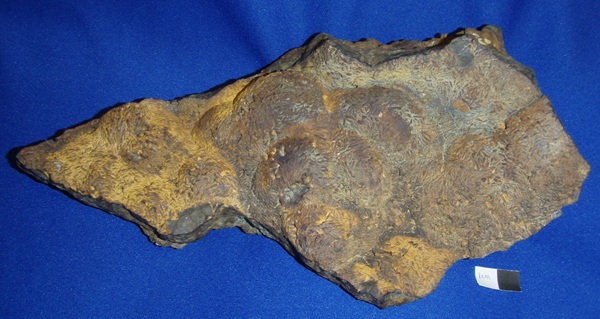 Photo Mc1, Marcasite, a mass of blade-like crystals, partial pseudomorph after goethite found at Conn's mine (on the surface).