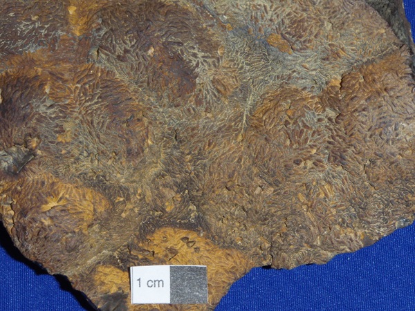 Detail of Photo Mc1 showing the bladed crystals.