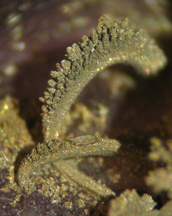 Photo Mc2, Marcasite, the largest arch is 5mm wide. From the Henson mine, Pope Co., IL.