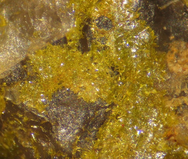 Photo Gr1, Greenockite forming a matt of acicular crystals on fluorite from the Columbia mine. Collected April 1, 2006. FOV ~5mm