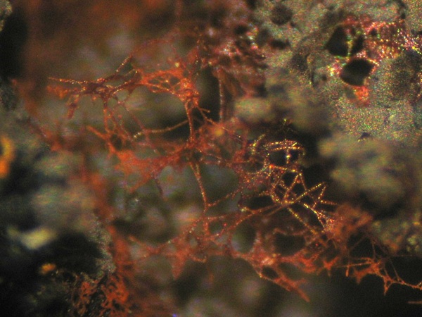 Photo LG2, Tiny, web-like growth goethite with black wad (MnO2) from Hastie's, associated with petroliferous barite crystals. Collected October 1984. FOV ~5 mm