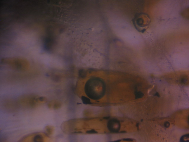 Photo Inc1, Gas bubble on the left side of a fluid inclusion in fluorite. FOV ~ 6mm