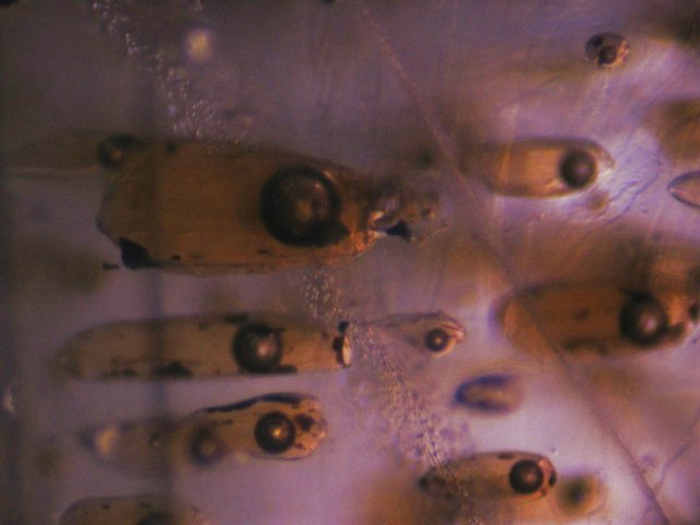 Photo Inc2, Gas bubble on the right side of a fluid inclusion in fluorite. FOV ~ 6mm