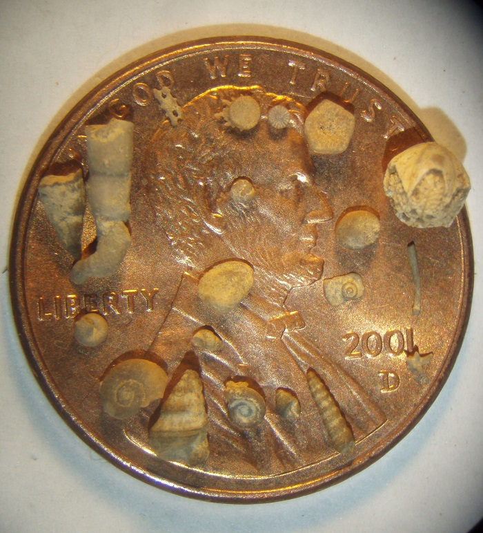 Nineteen Salem Limestone microfossils easily fit inside a penny.