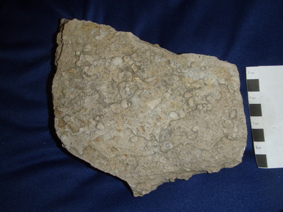 Fossils in chert collected from the top of Jeptha Knob.