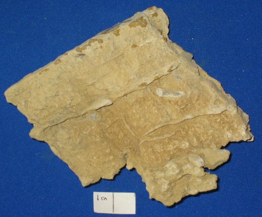 Fractured limestone from Jeptha Knob