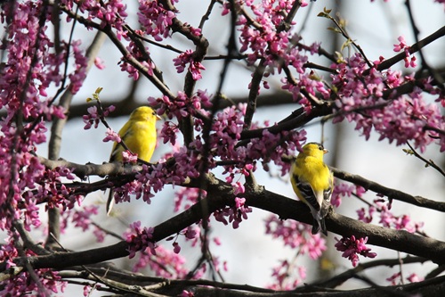 Two male goldfinches in a red bud tree, April 2024, Brown County State Park, Indiana.