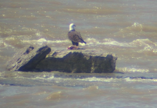 Bald Eagle with a fish at the Falls of the Ohio, 2015.