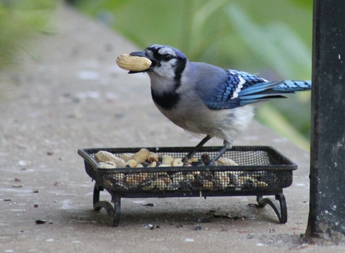 Blue Jay on my porch grabbing a peanut. 
