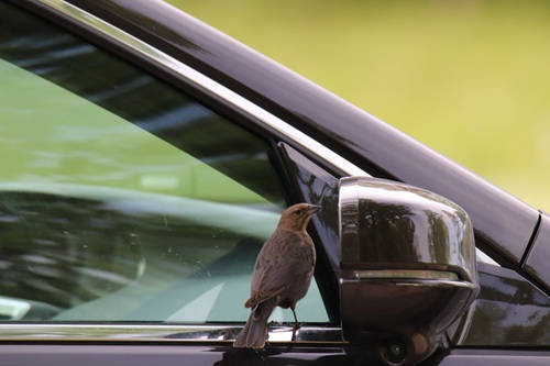Brown-headed Cowbird admiring itself in a car mirror at the Falls of the Ohio State Park.