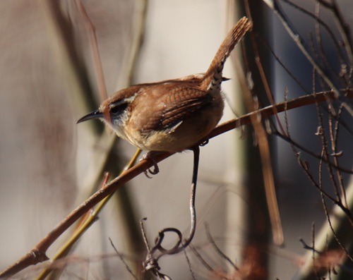 Carolina Wren is a small but vocal bird with a call that can be mistaken for a cardinal if you aren't paying attention. 