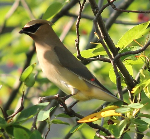 Cedar Waxwing is one of the hidden gems of the birding world. It has a Robin Hood-esque mask, a red, waxy substances on its wings (hence the name), and subtle colors. This photo from a service berry bush at the Falls of the Ohio.