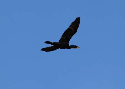 Double-crested Cormorant is a pelagic bird of large bodies of water. They spend more time in the water than flying.